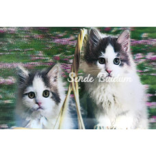 Nessiworld 5D Elmas Boyama  mli Kediler İkili Kedi Resmi Tablosu 40x60 cm