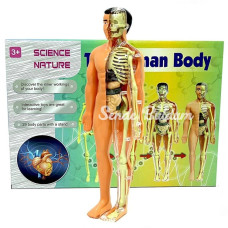 Nessiworld The Human Body İnsan Vücudu 3D Eğitim Seti 3302