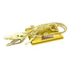 Timsah İskeleti Bilim Seti